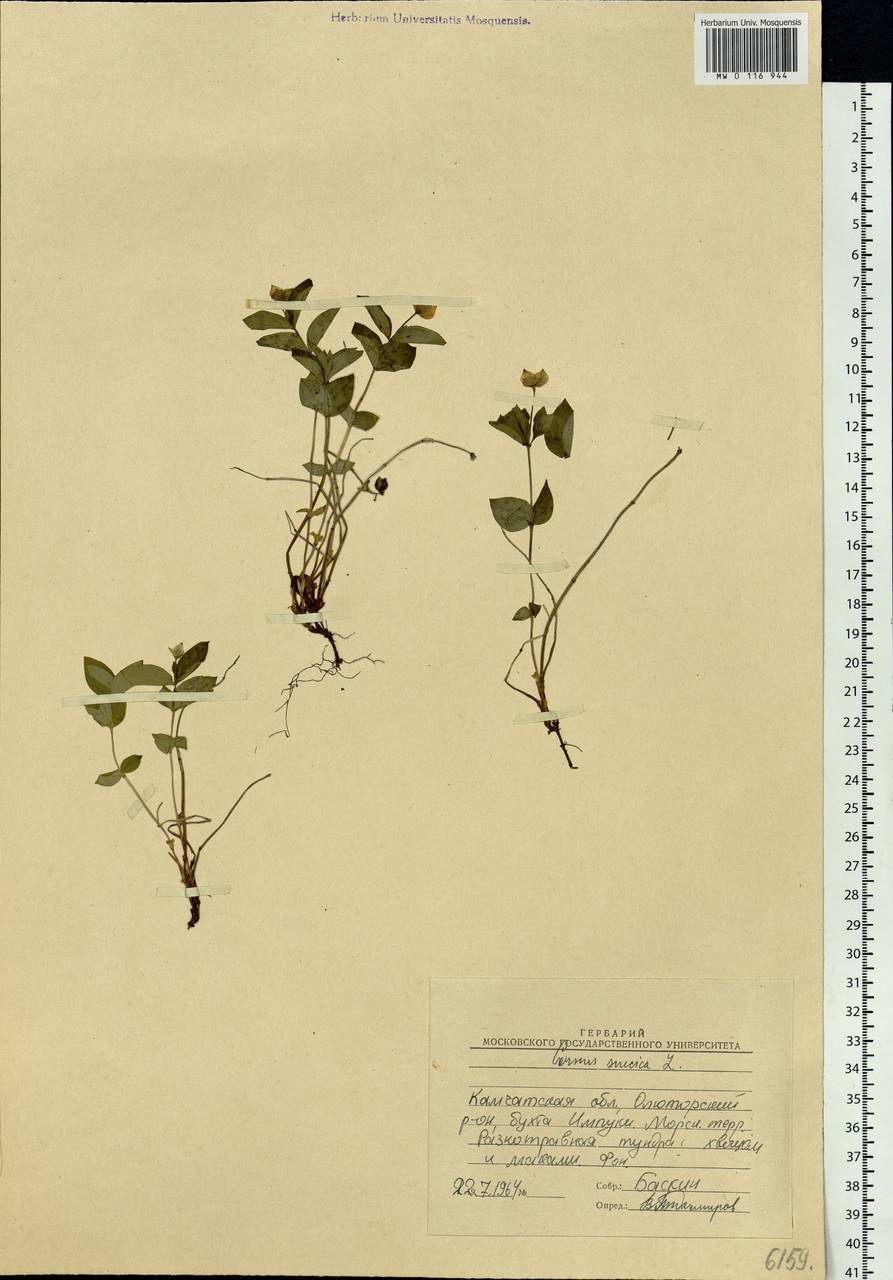 Cornus suecica L., Siberia, Chukotka & Kamchatka (S7) (Russia)