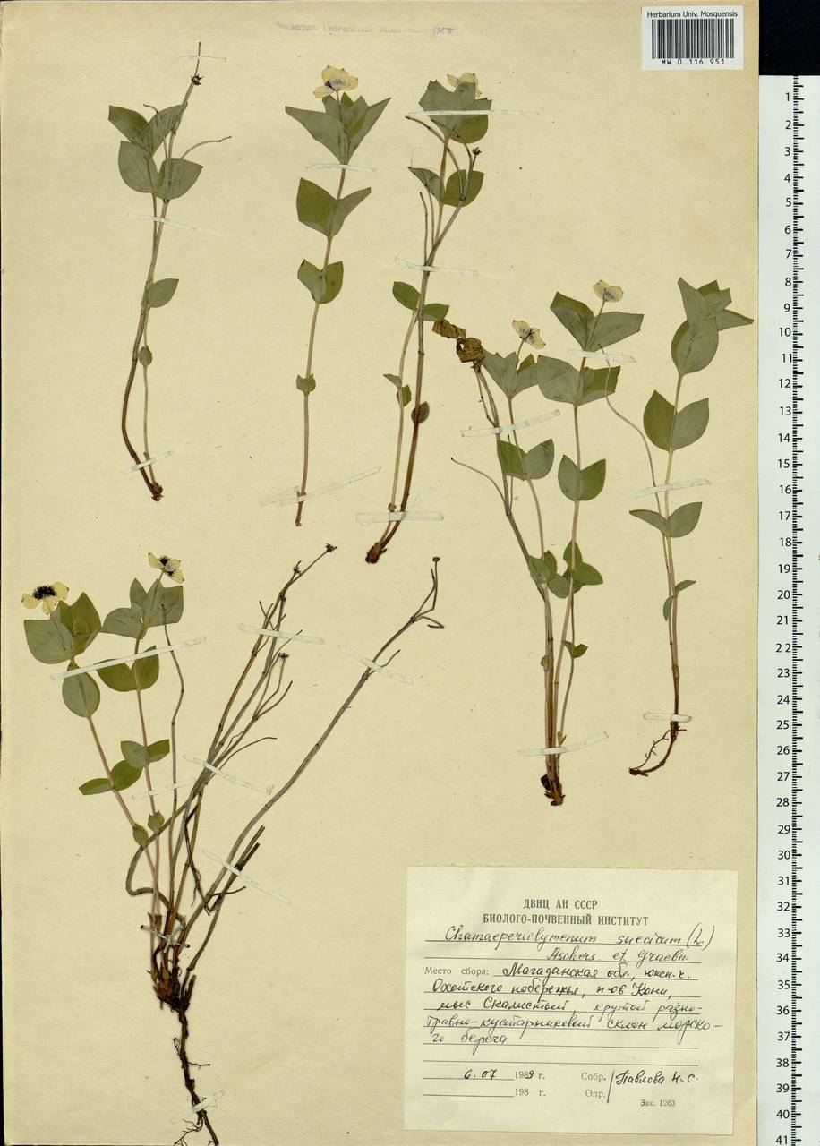 Cornus suecica L., Siberia, Chukotka & Kamchatka (S7) (Russia)