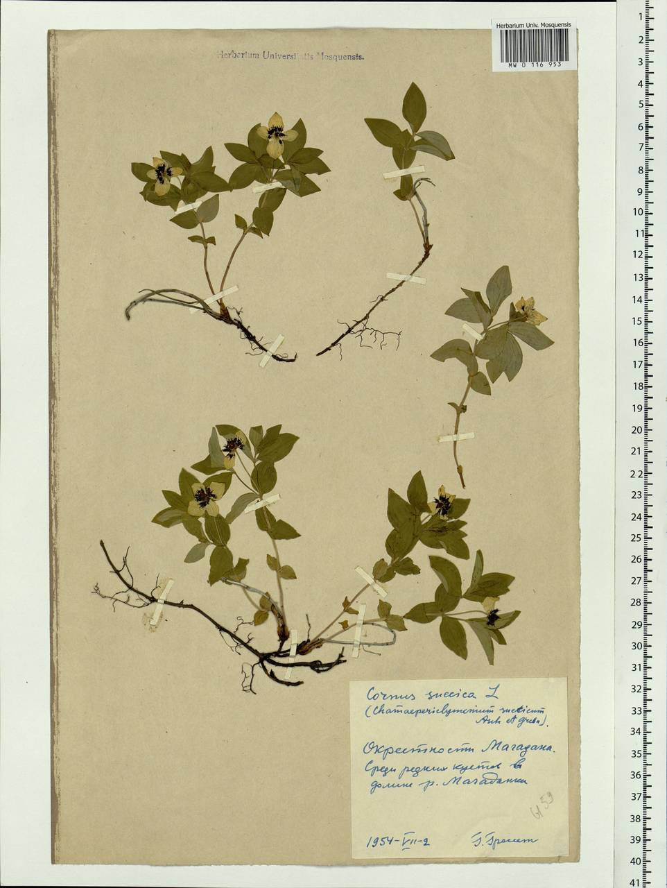 Cornus suecica L., Siberia, Chukotka & Kamchatka (S7) (Russia)