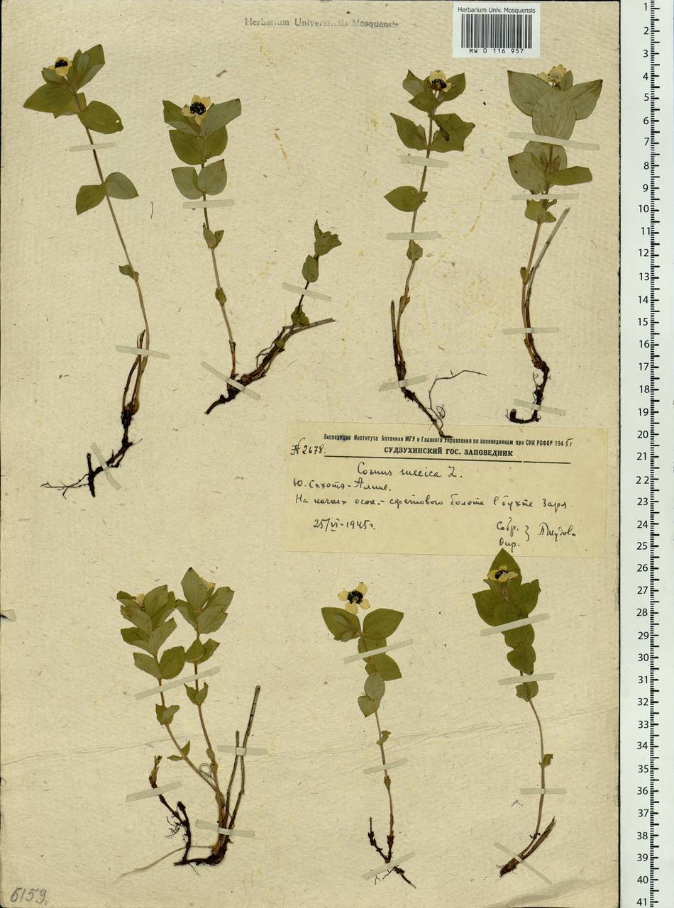 Cornus suecica L., Siberia, Russian Far East (S6) (Russia)