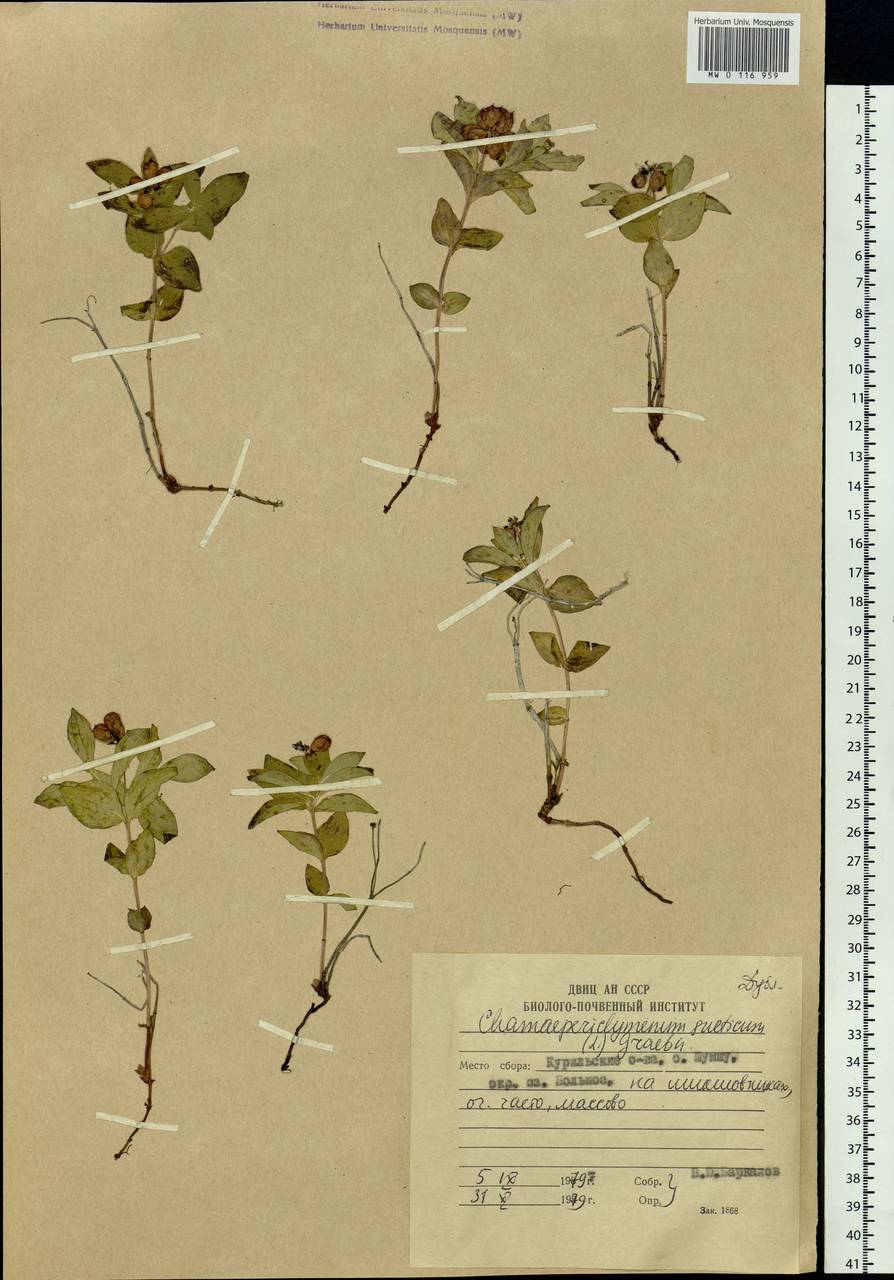 Cornus suecica L., Siberia, Russian Far East (S6) (Russia)