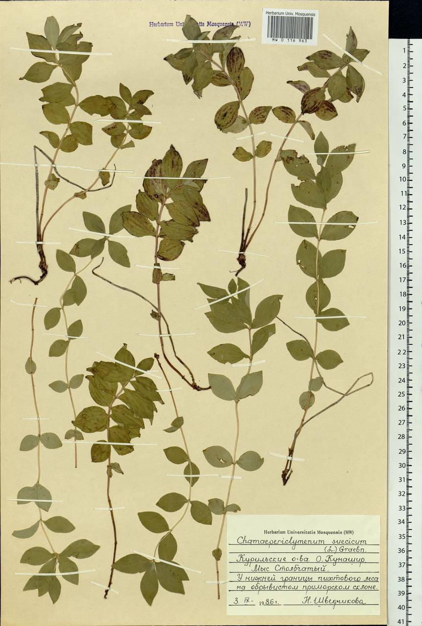 Cornus suecica L., Siberia, Russian Far East (S6) (Russia)