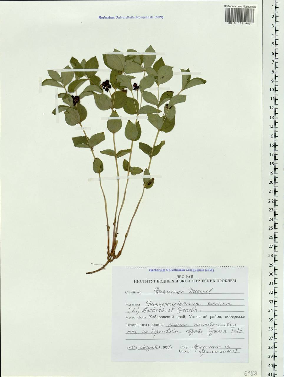 Cornus suecica L., Siberia, Russian Far East (S6) (Russia)