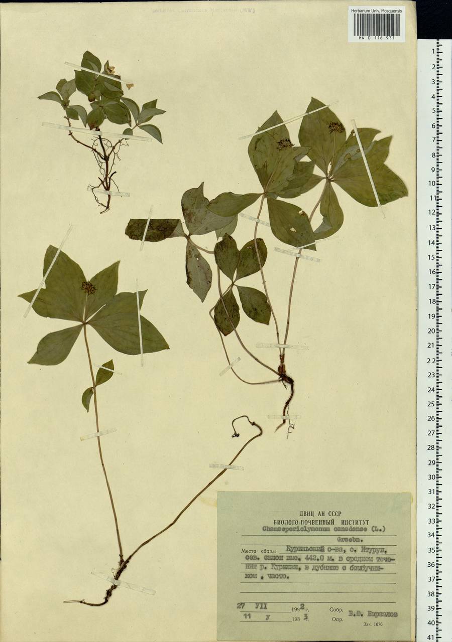 Cornus canadensis L., Siberia, Russian Far East (S6) (Russia)