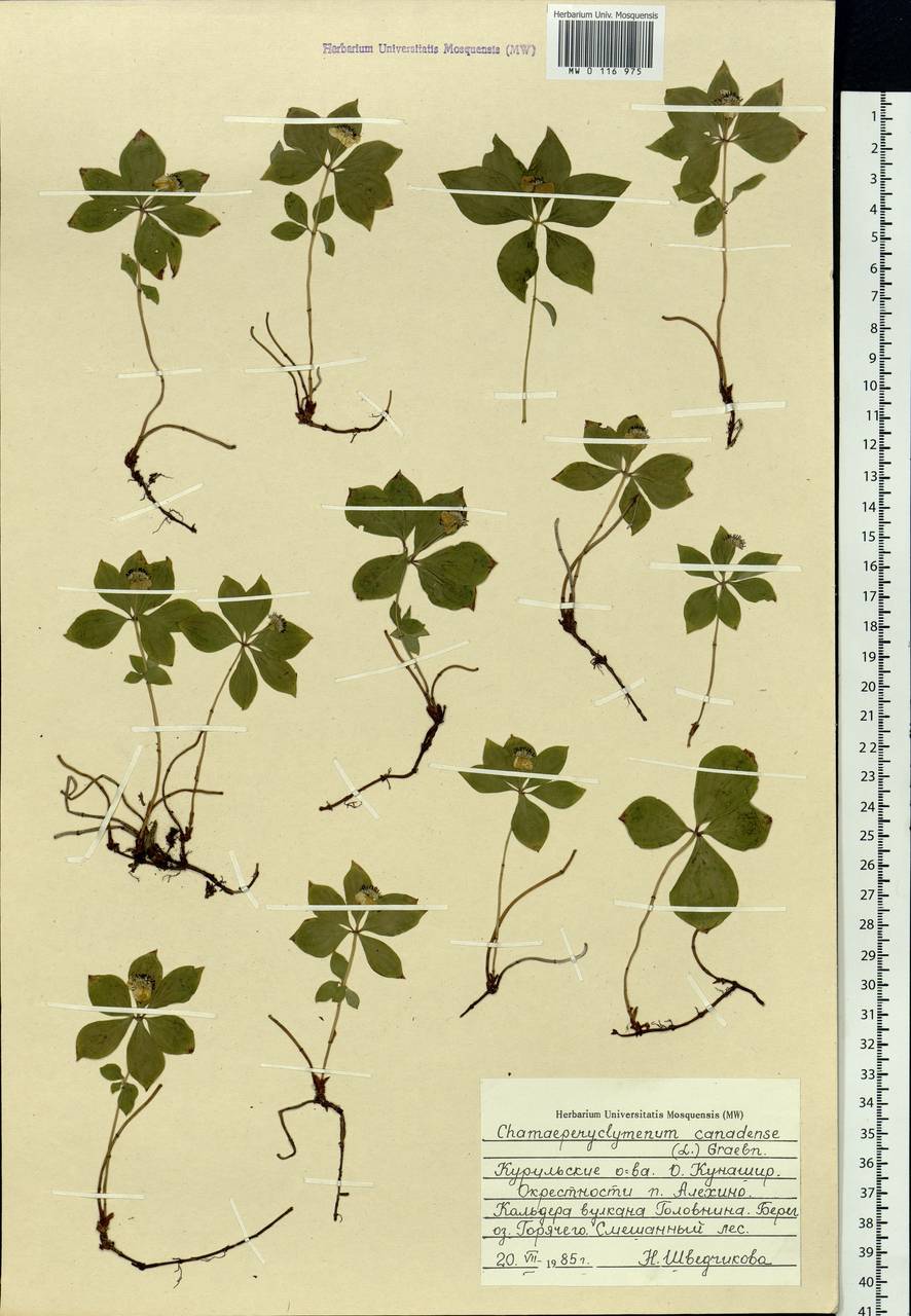 Cornus canadensis L., Siberia, Russian Far East (S6) (Russia)