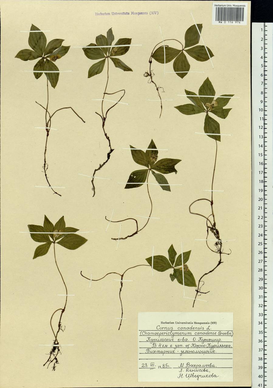 Cornus canadensis L., Siberia, Russian Far East (S6) (Russia)