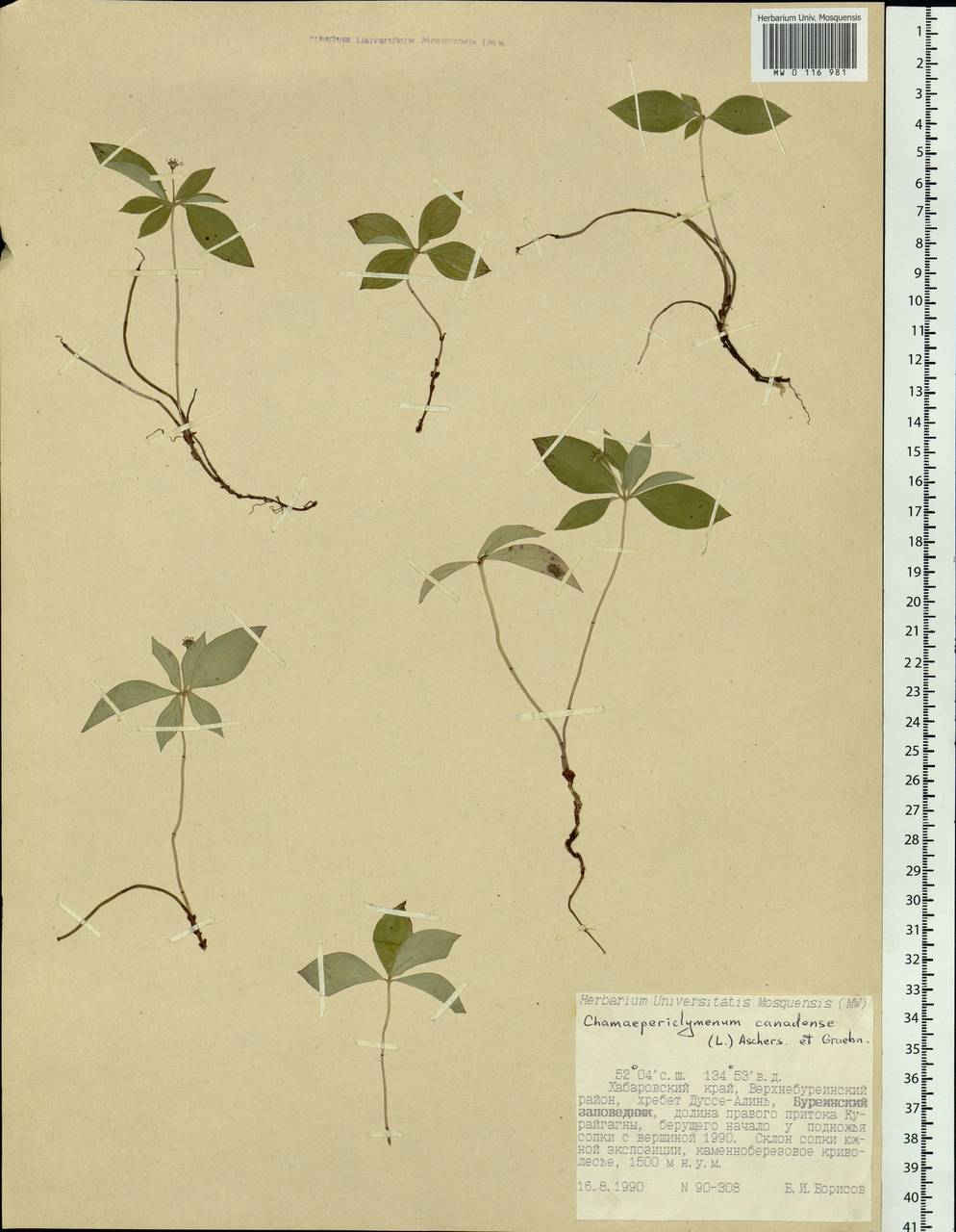 Cornus canadensis L., Siberia, Russian Far East (S6) (Russia)