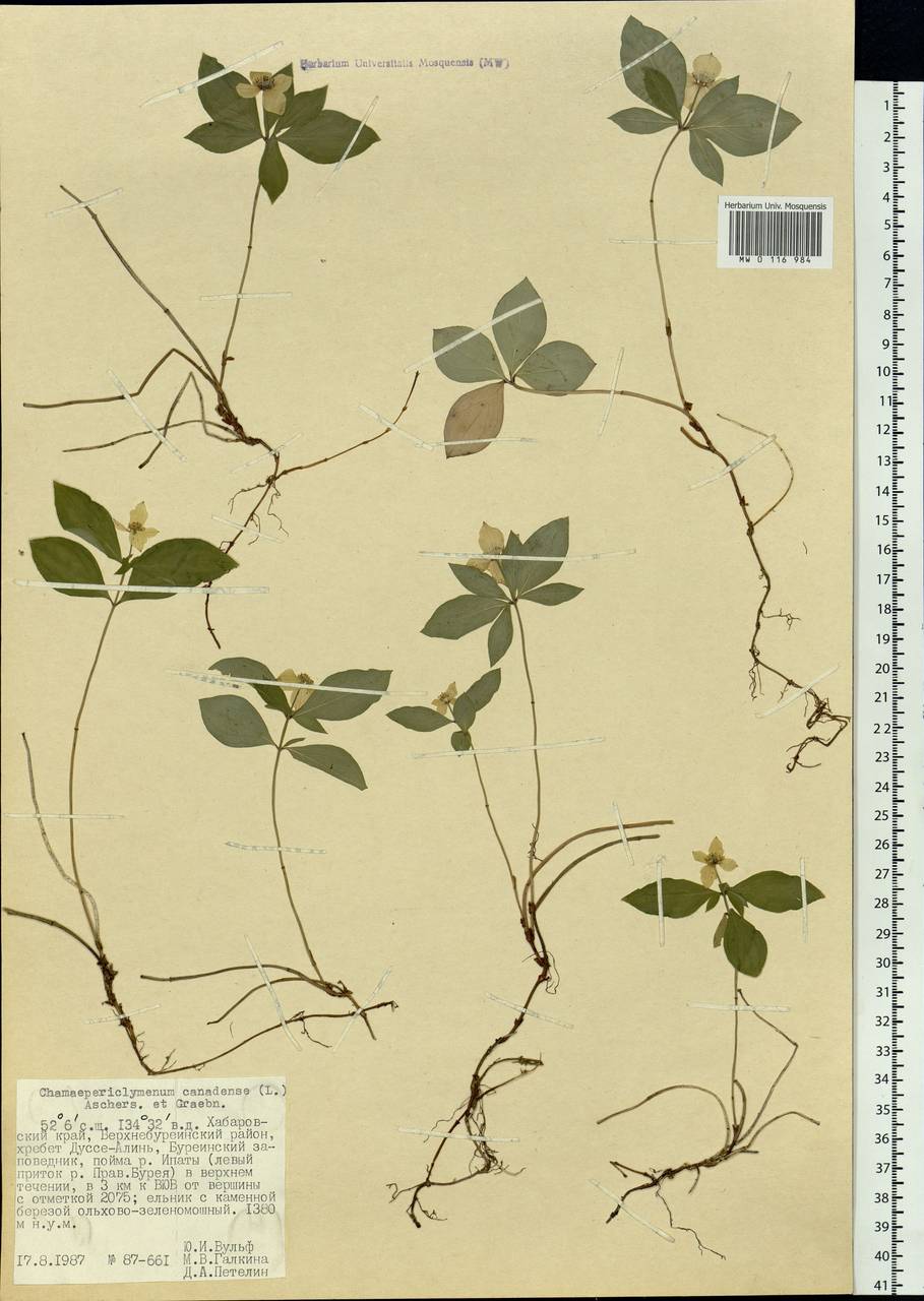 Cornus canadensis L., Siberia, Russian Far East (S6) (Russia)