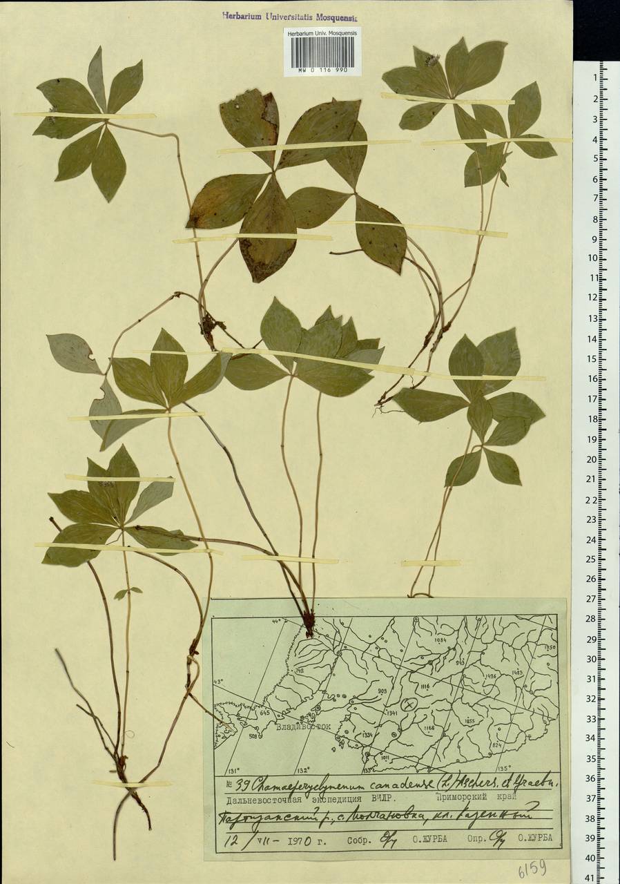 Cornus canadensis L., Siberia, Russian Far East (S6) (Russia)