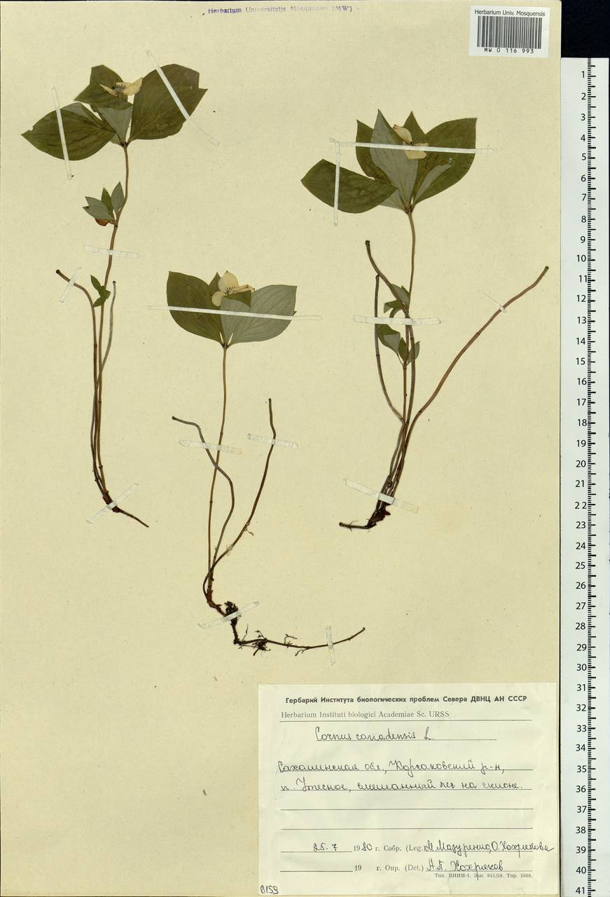 Cornus canadensis L., Siberia, Russian Far East (S6) (Russia)
