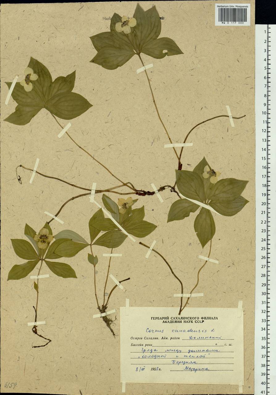 Cornus canadensis L., Siberia, Russian Far East (S6) (Russia)