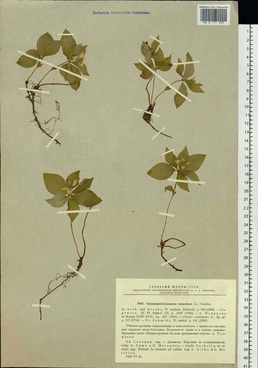 Cornus canadensis L., Siberia, Russian Far East (S6) (Russia)