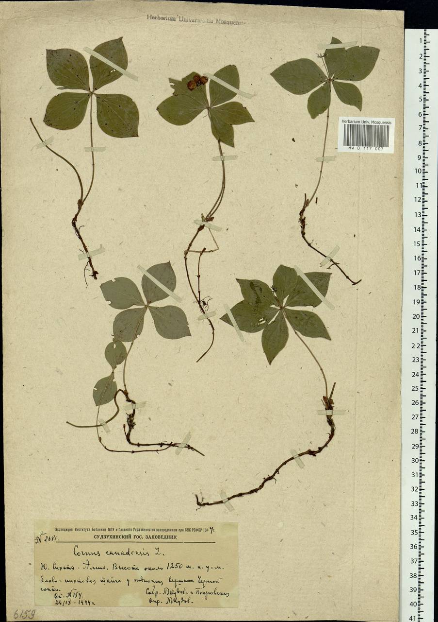 Cornus canadensis L., Siberia, Russian Far East (S6) (Russia)