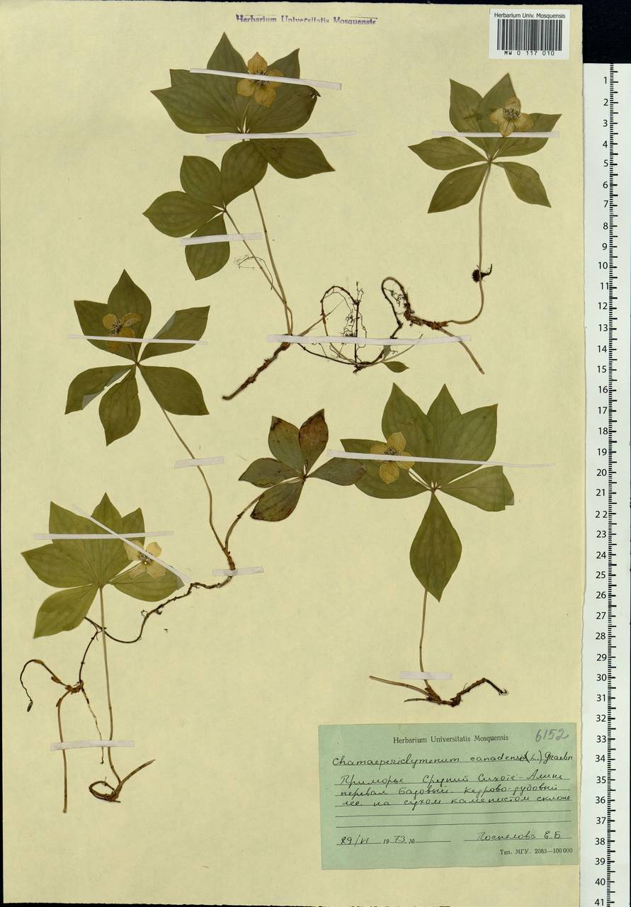 Cornus canadensis L., Siberia, Russian Far East (S6) (Russia)
