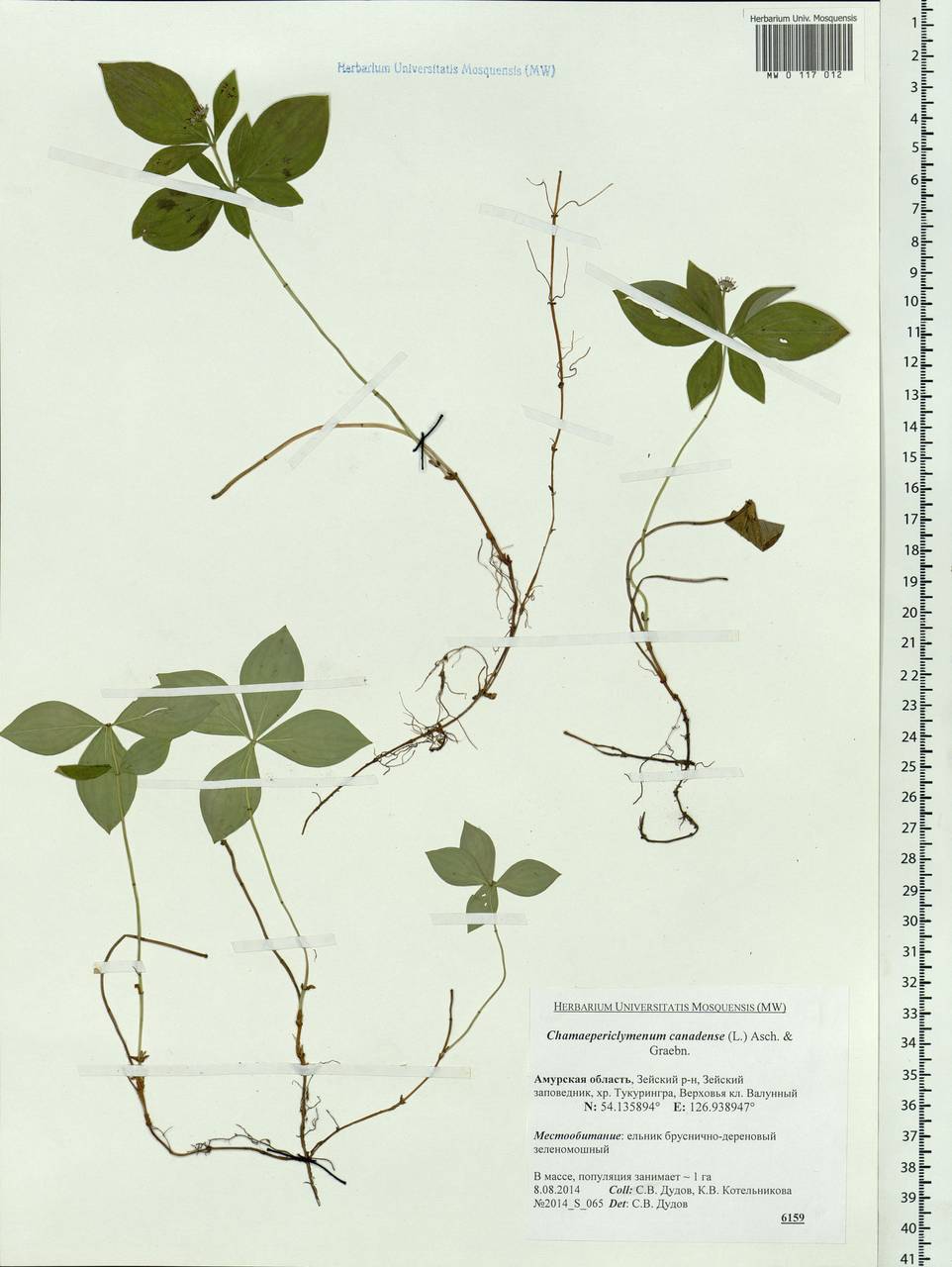 Cornus canadensis L., Siberia, Russian Far East (S6) (Russia)