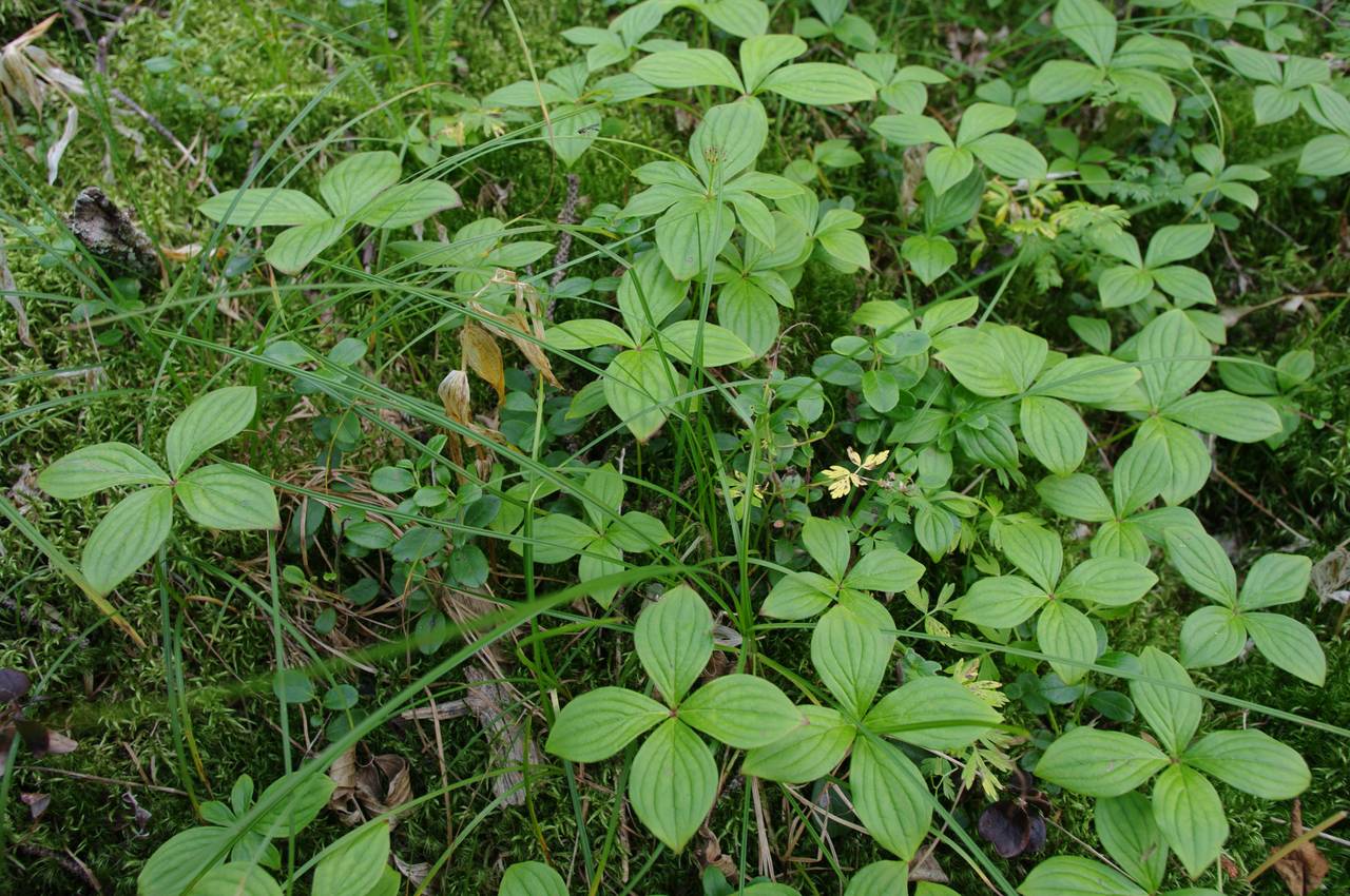 Cornus canadensis L., Siberia, Russian Far East (S6) (Russia)