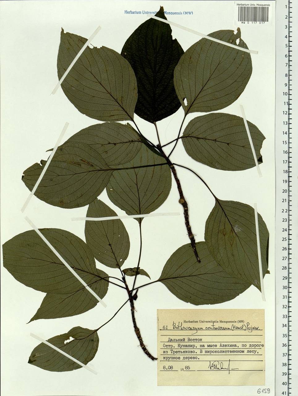 Cornus controversa Hemsl., Siberia, Russian Far East (S6) (Russia)
