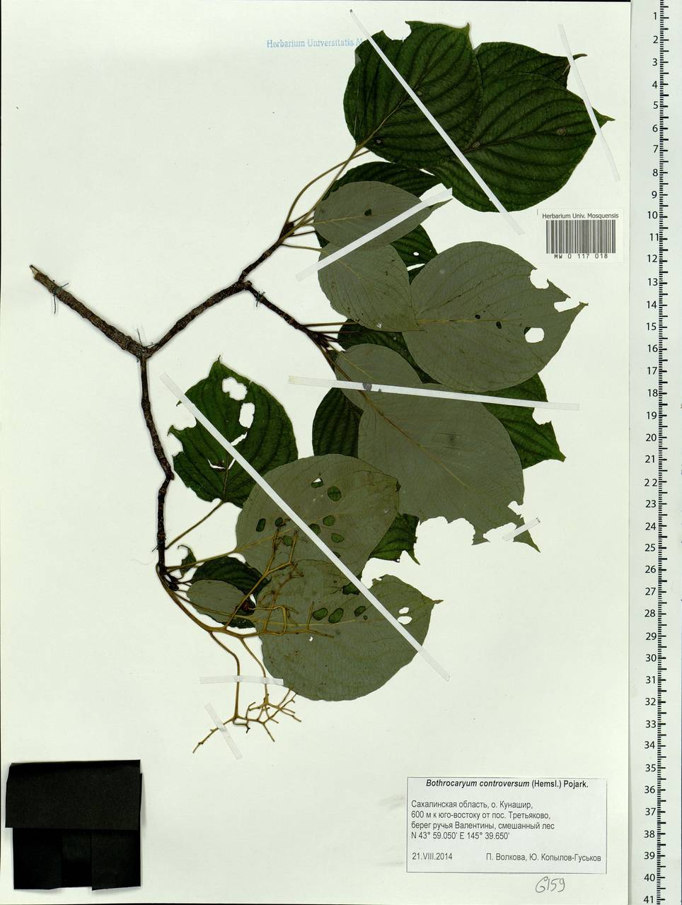 Cornus controversa Hemsl., Siberia, Russian Far East (S6) (Russia)