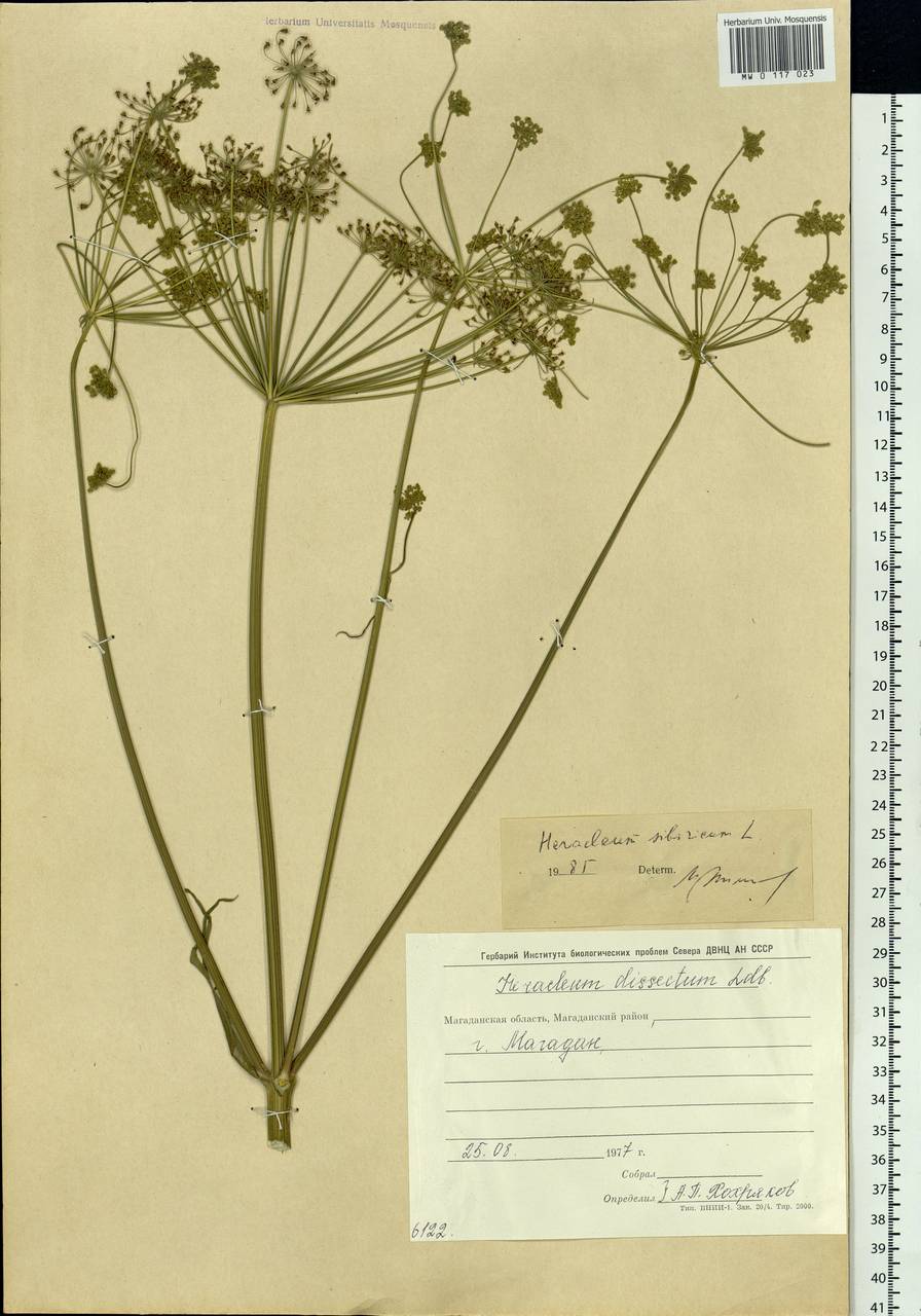 Heracleum sphondylium subsp. sibiricum (L.) Simonk., Siberia, Chukotka & Kamchatka (S7) (Russia)