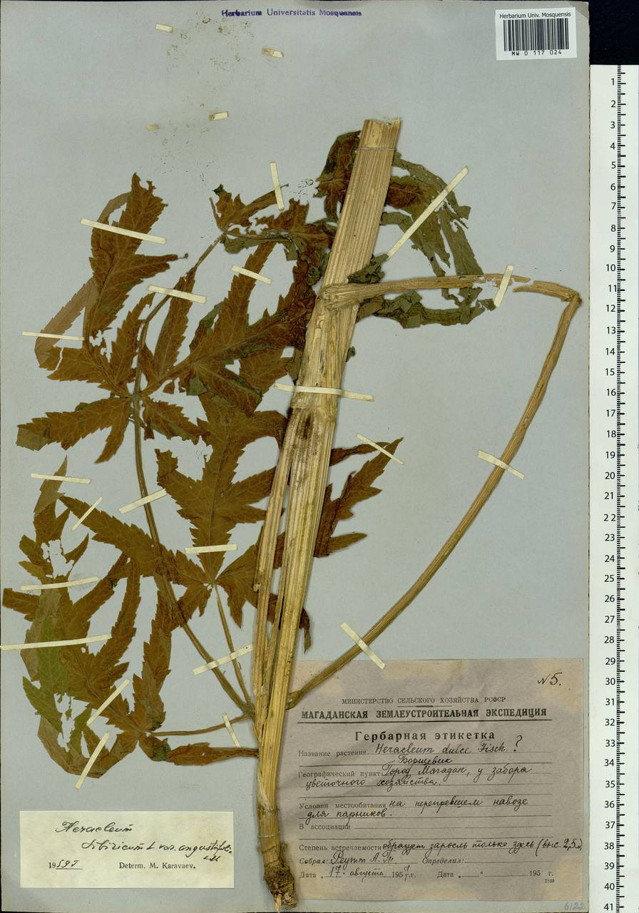 Heracleum sphondylium subsp. sibiricum (L.) Simonk., Siberia, Chukotka & Kamchatka (S7) (Russia)