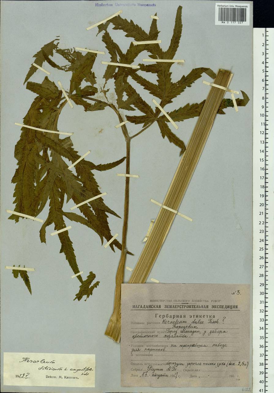 Heracleum sphondylium subsp. sibiricum (L.) Simonk., Siberia, Chukotka & Kamchatka (S7) (Russia)