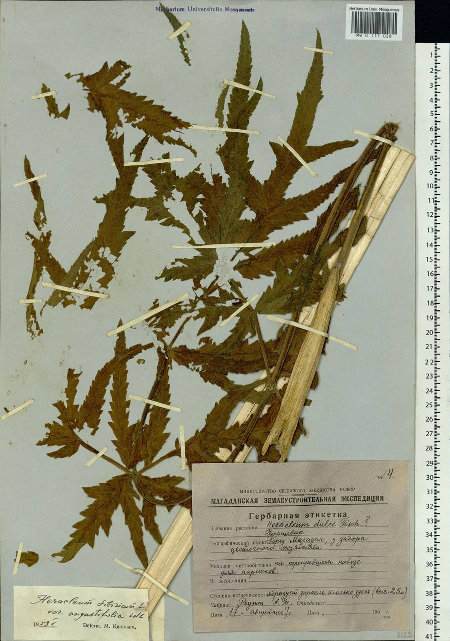 Heracleum sphondylium subsp. sibiricum (L.) Simonk., Siberia, Chukotka & Kamchatka (S7) (Russia)