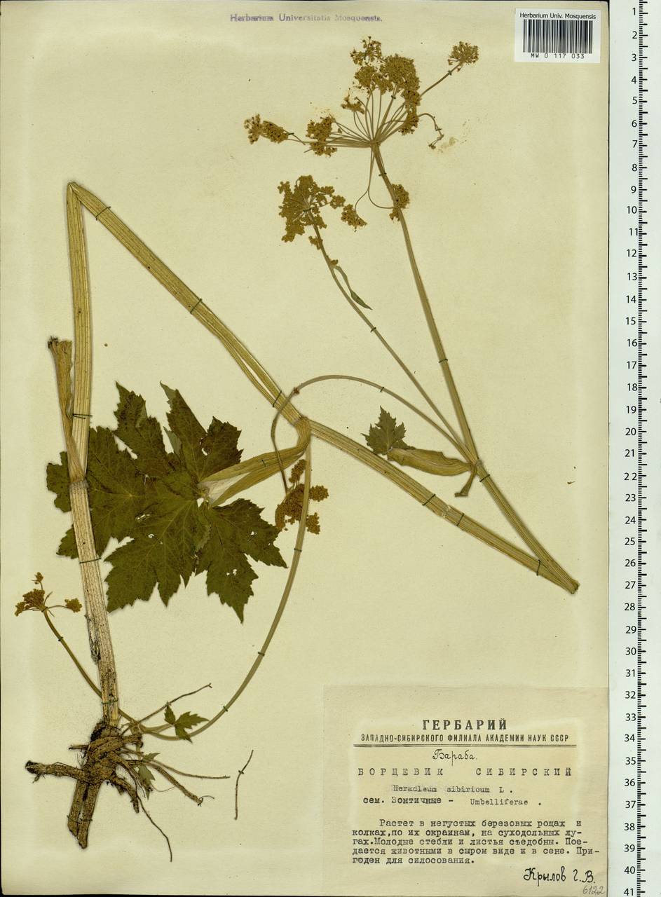 Heracleum sphondylium subsp. sibiricum (L.) Simonk., Siberia, Western Siberia (S1) (Russia)