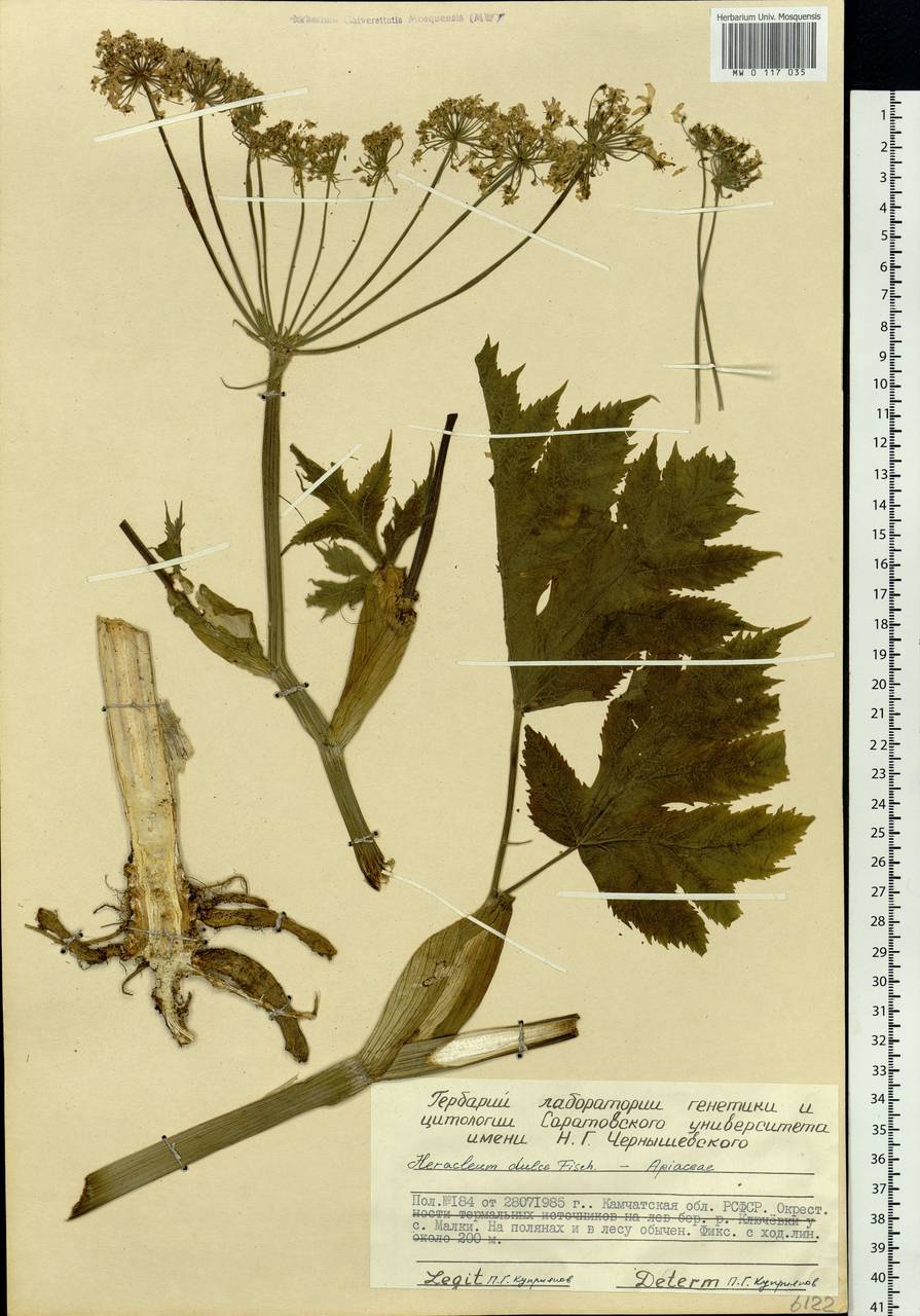 Heracleum maximum W.Bartram, Siberia, Chukotka & Kamchatka (S7) (Russia)