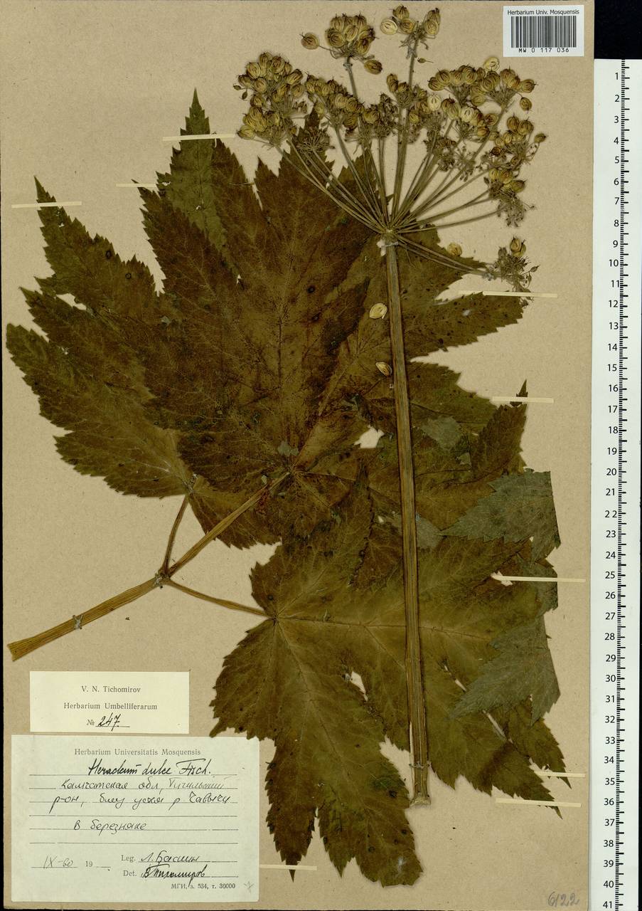 Heracleum maximum W.Bartram, Siberia, Chukotka & Kamchatka (S7) (Russia)