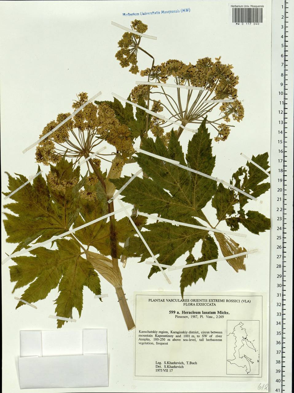 Heracleum maximum W.Bartram, Siberia, Chukotka & Kamchatka (S7) (Russia)