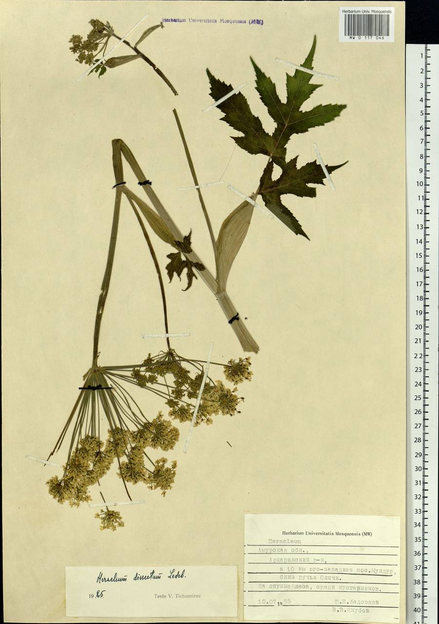 Heracleum dissectum Ledeb., Siberia, Russian Far East (S6) (Russia)