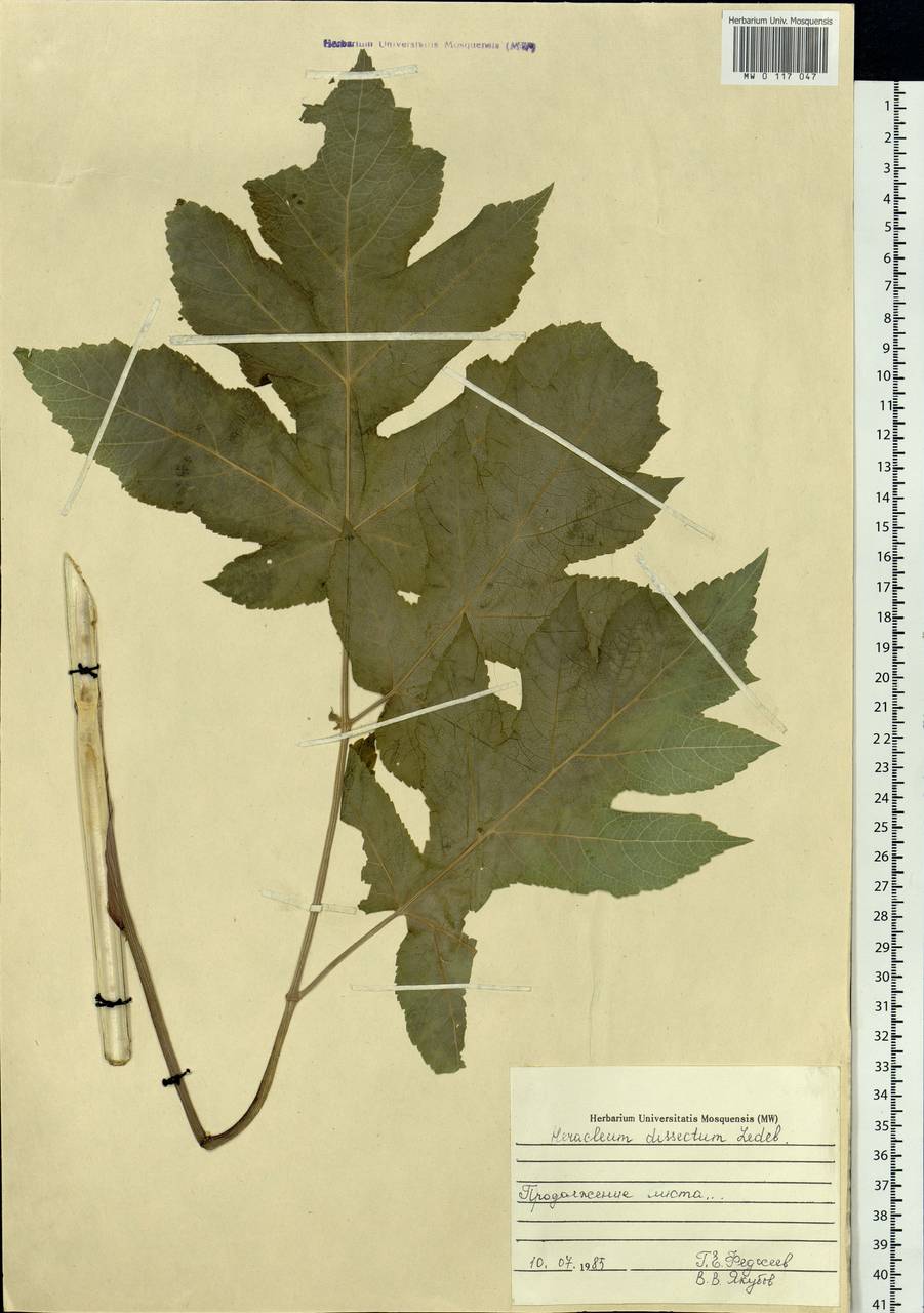 Heracleum dissectum Ledeb., Siberia, Russian Far East (S6) (Russia)