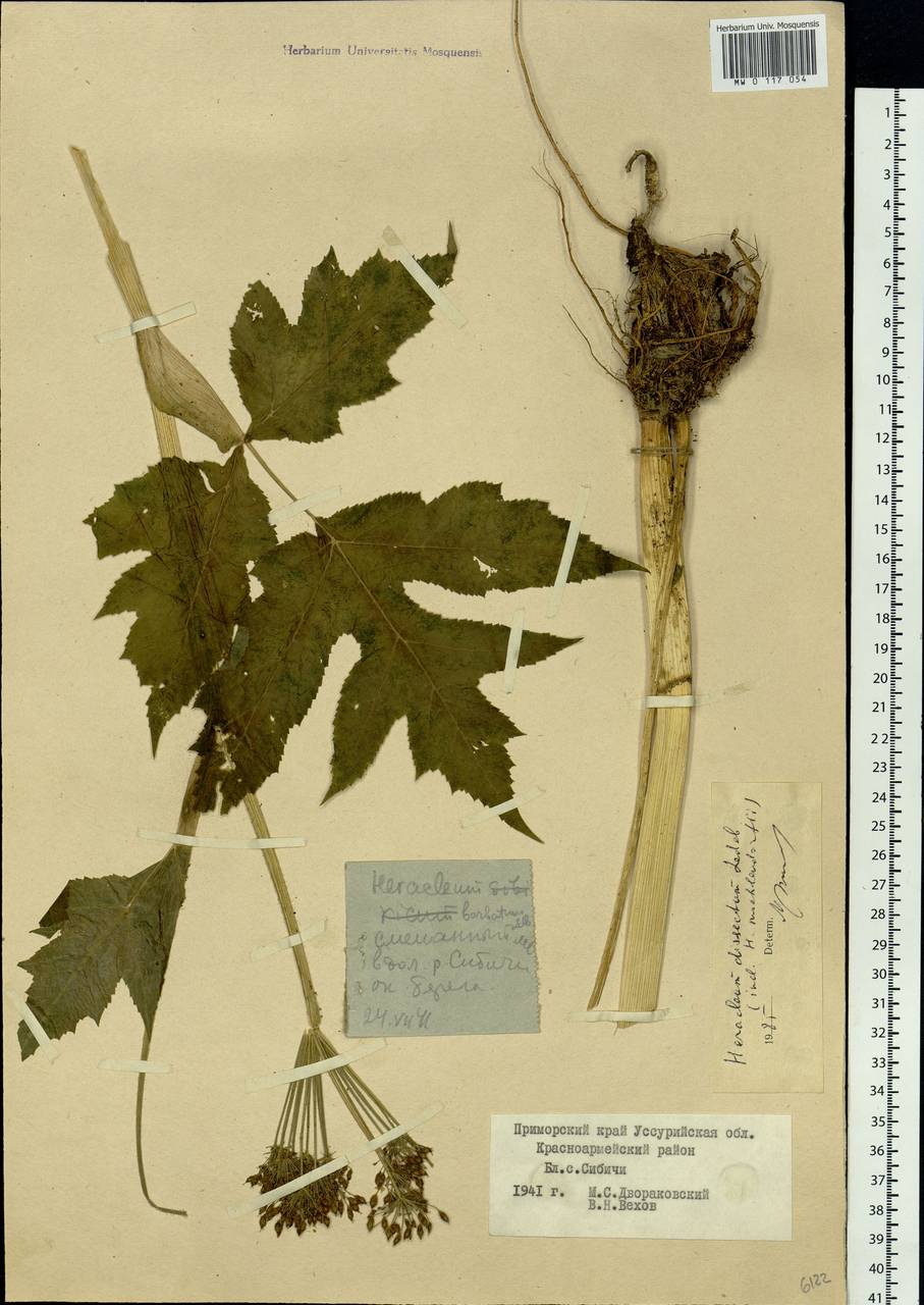 Heracleum dissectum Ledeb., Siberia, Russian Far East (S6) (Russia)
