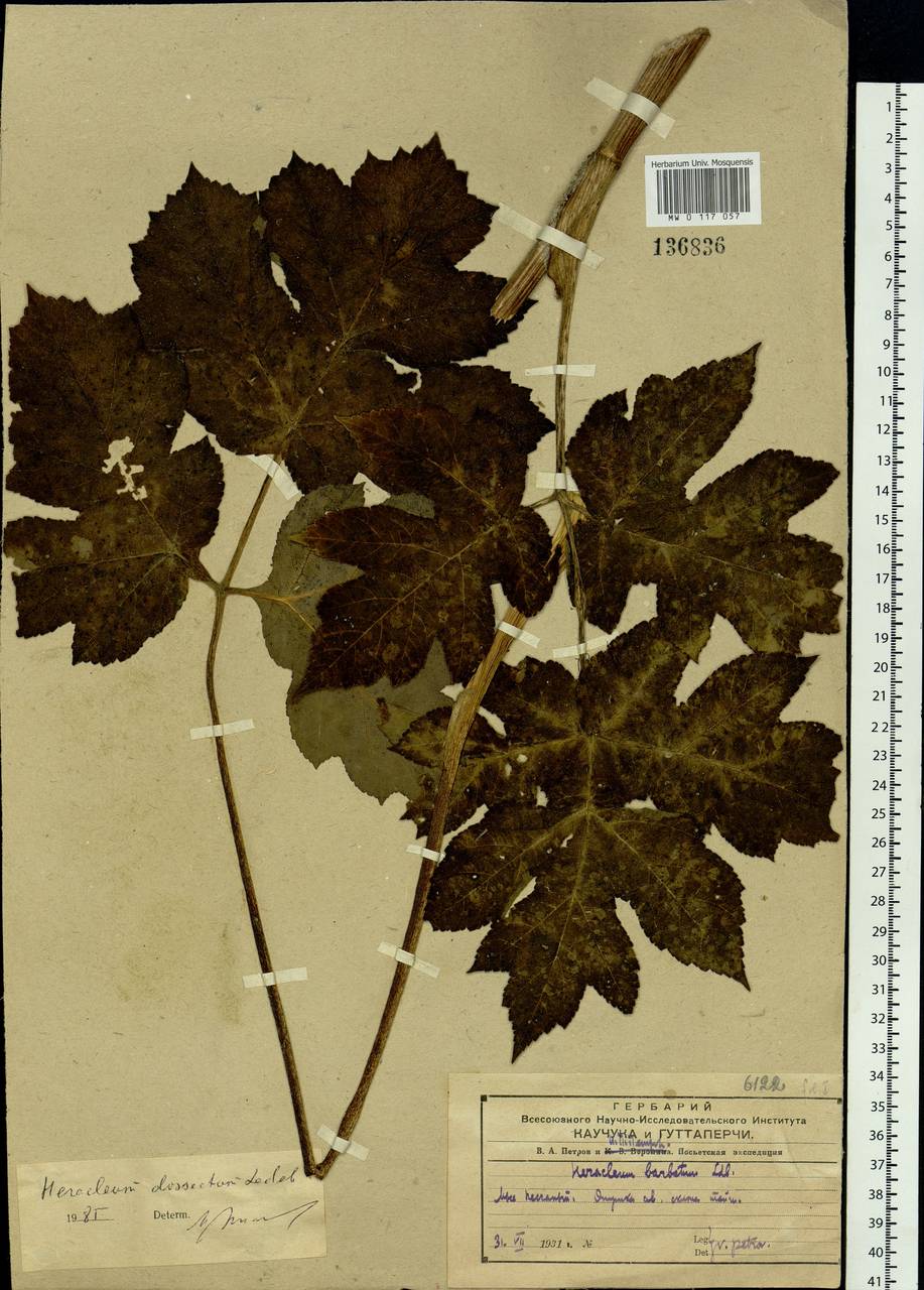 Heracleum dissectum Ledeb., Siberia, Russian Far East (S6) (Russia)
