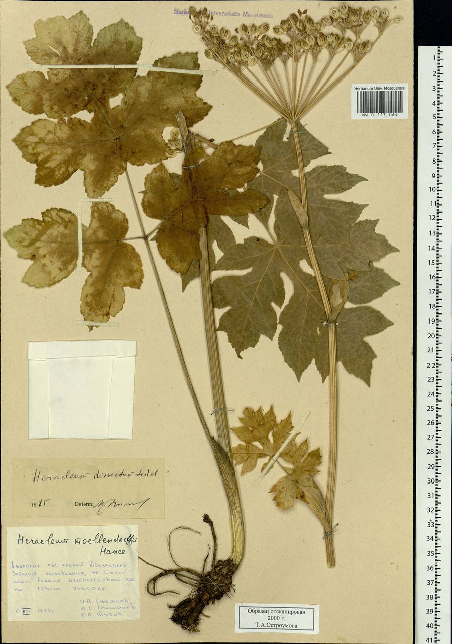Heracleum dissectum Ledeb., Siberia, Russian Far East (S6) (Russia)