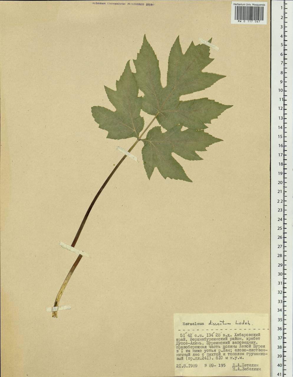 Heracleum dissectum Ledeb., Siberia, Russian Far East (S6) (Russia)