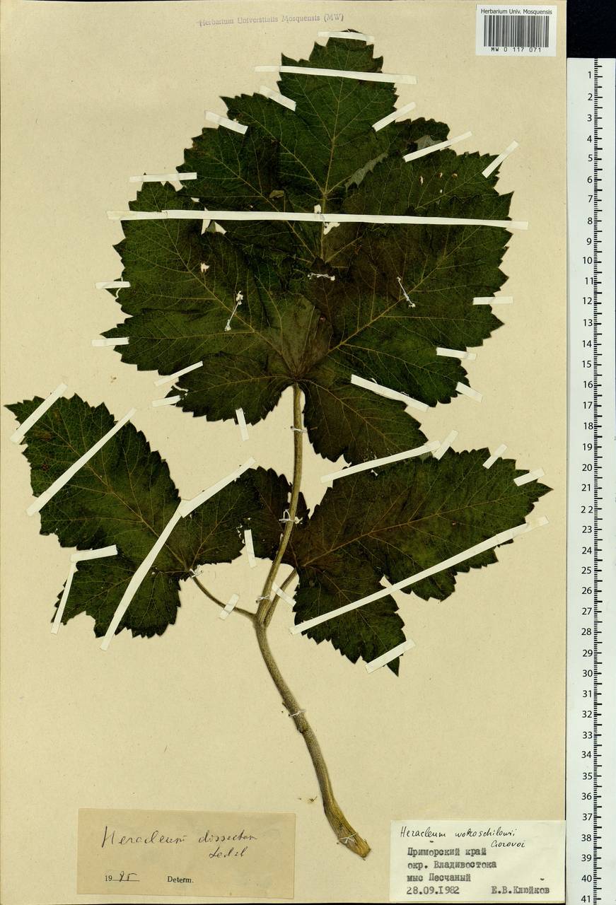 Heracleum dissectum Ledeb., Siberia, Russian Far East (S6) (Russia)