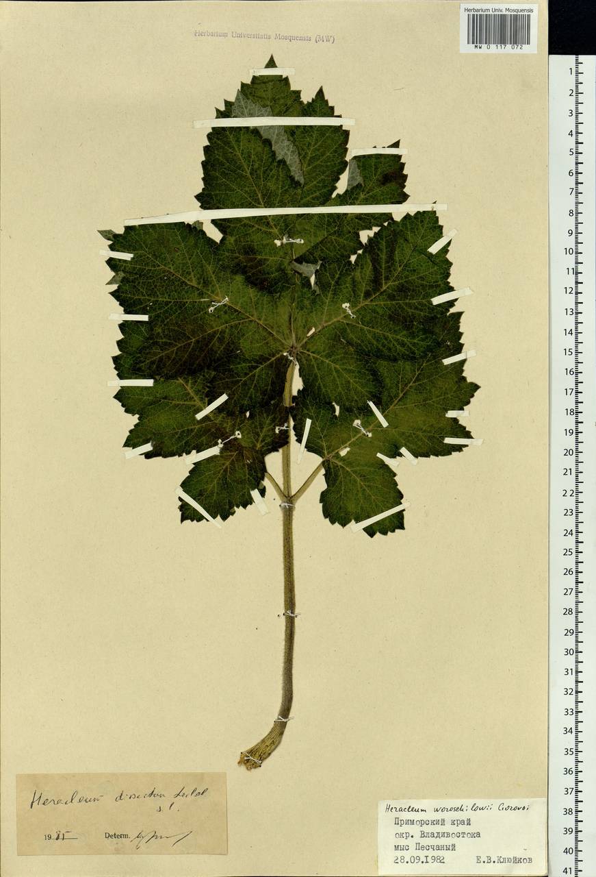 Heracleum dissectum Ledeb., Siberia, Russian Far East (S6) (Russia)