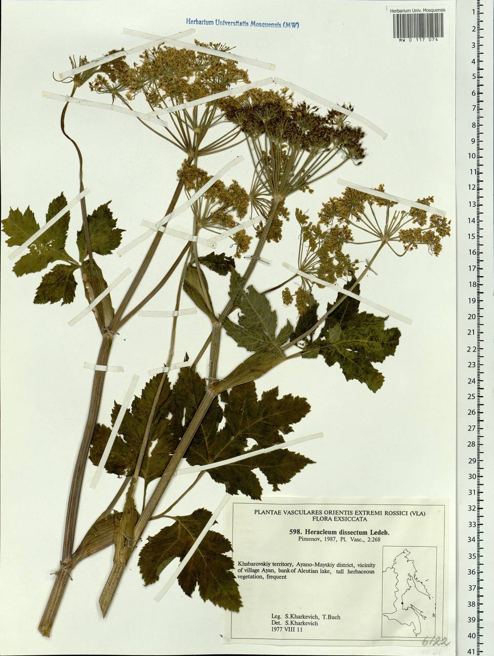 Heracleum dissectum Ledeb., Siberia, Russian Far East (S6) (Russia)
