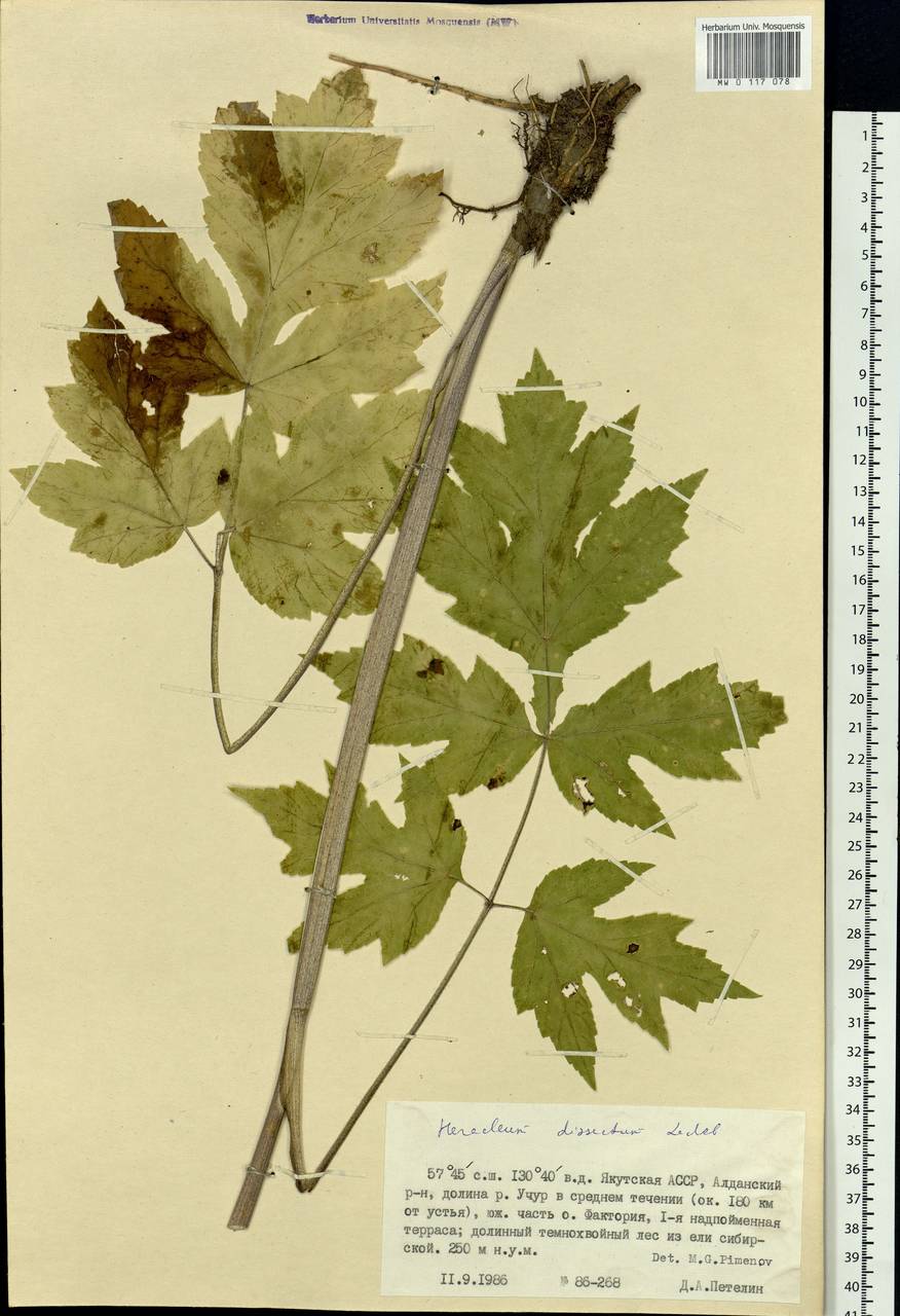 Heracleum dissectum Ledeb., Siberia, Yakutia (S5) (Russia)