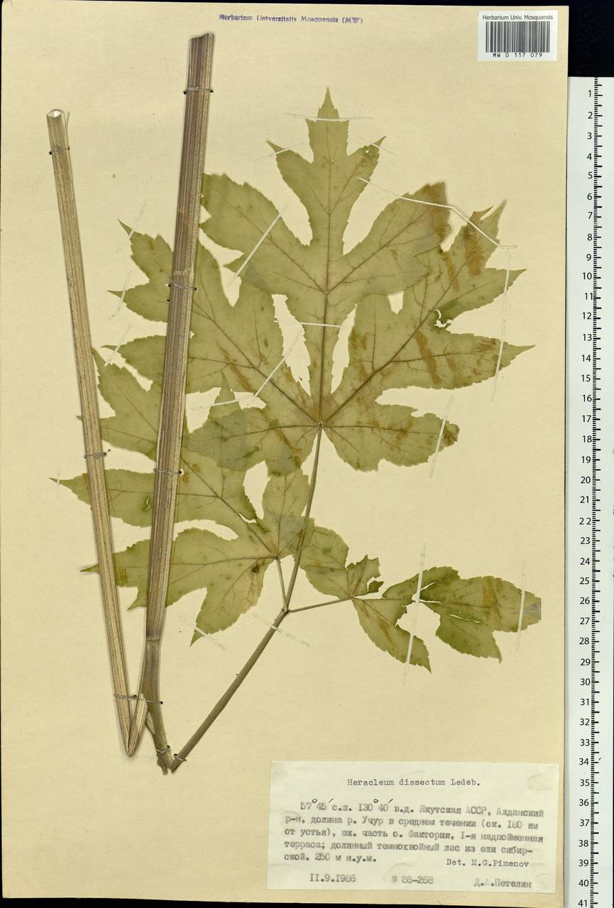 Heracleum dissectum Ledeb., Siberia, Yakutia (S5) (Russia)