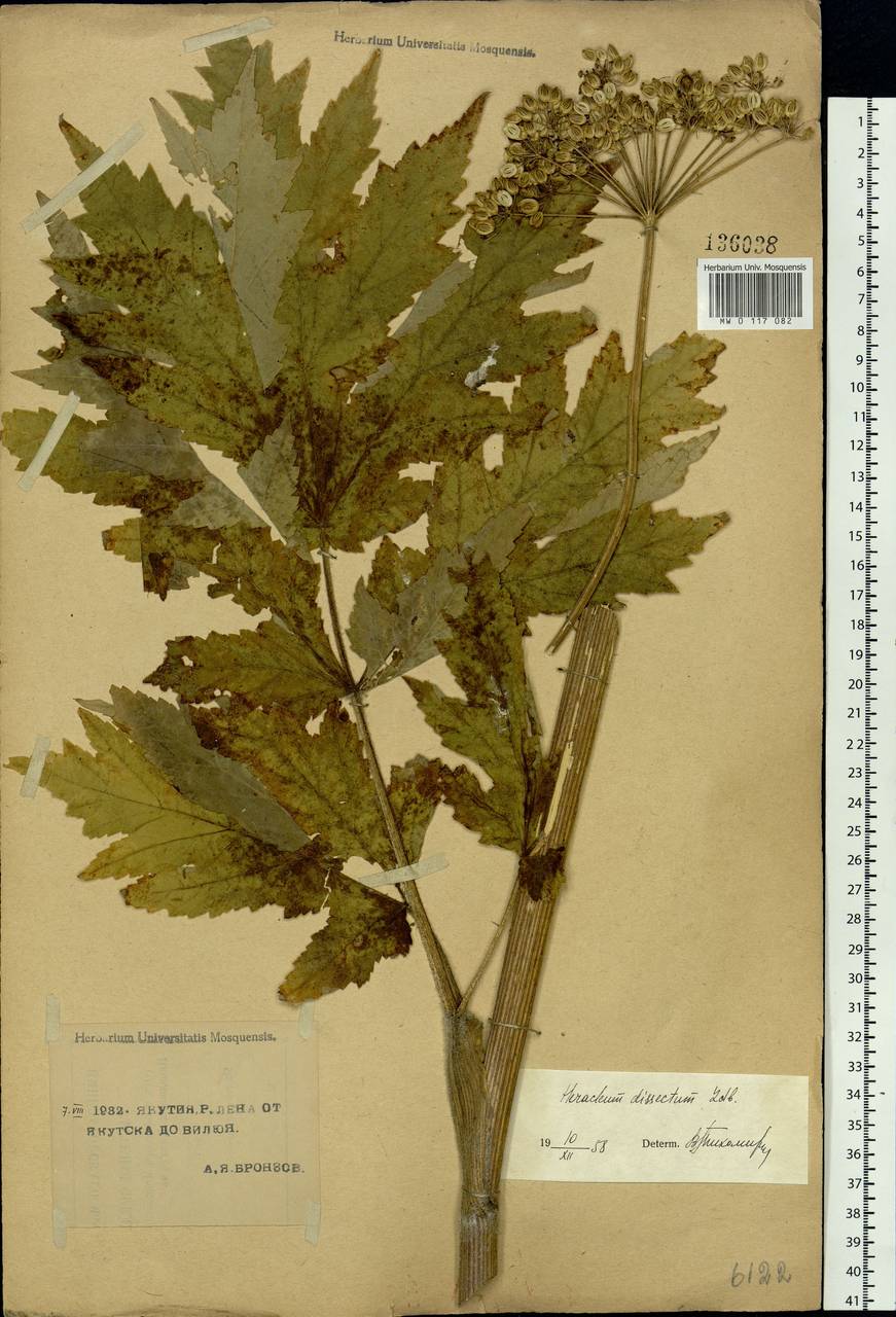 Heracleum dissectum Ledeb., Siberia, Yakutia (S5) (Russia)