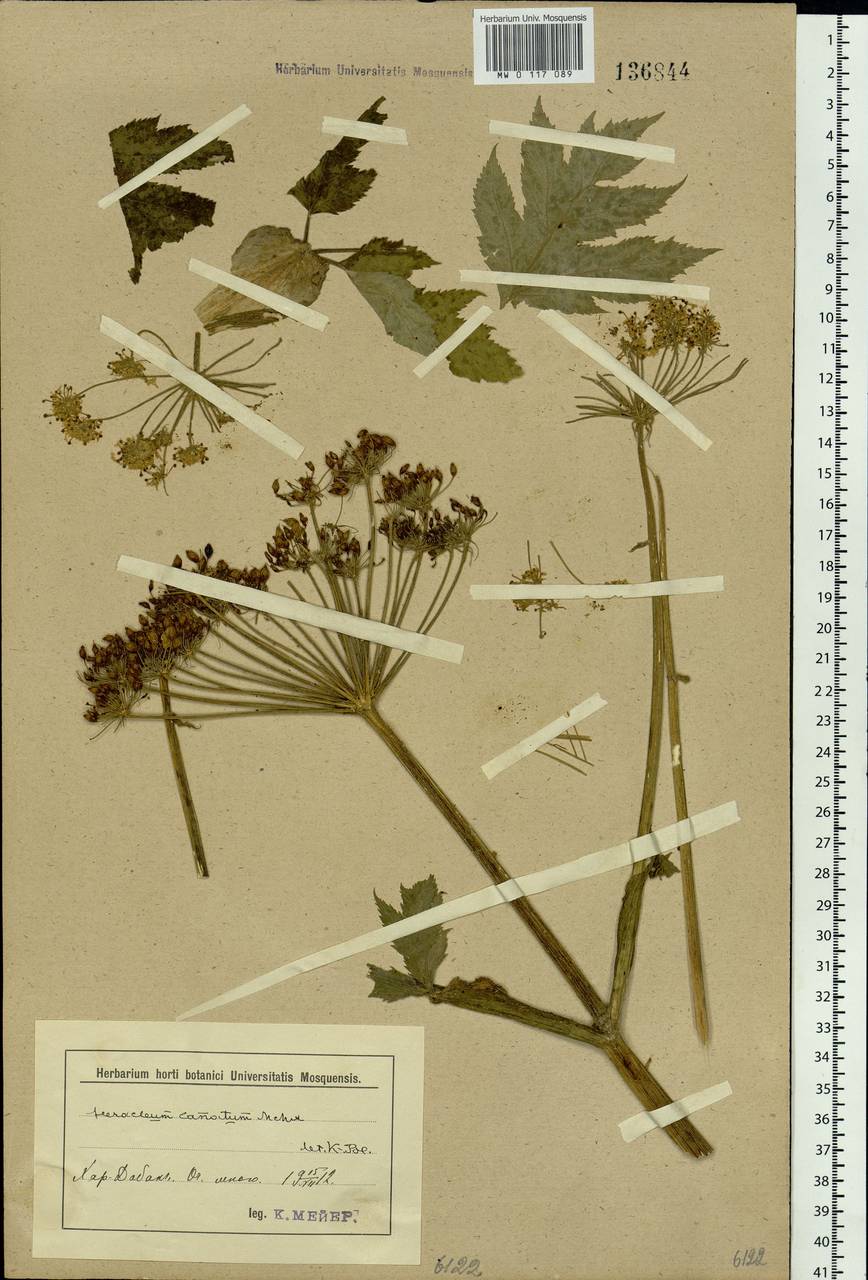 Heracleum dissectum Ledeb., Siberia, Baikal & Transbaikal region (S4) (Russia)