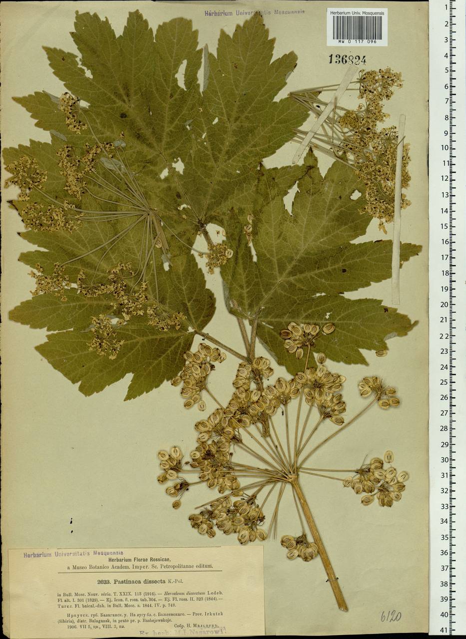 Heracleum dissectum Ledeb., Siberia, Baikal & Transbaikal region (S4) (Russia)