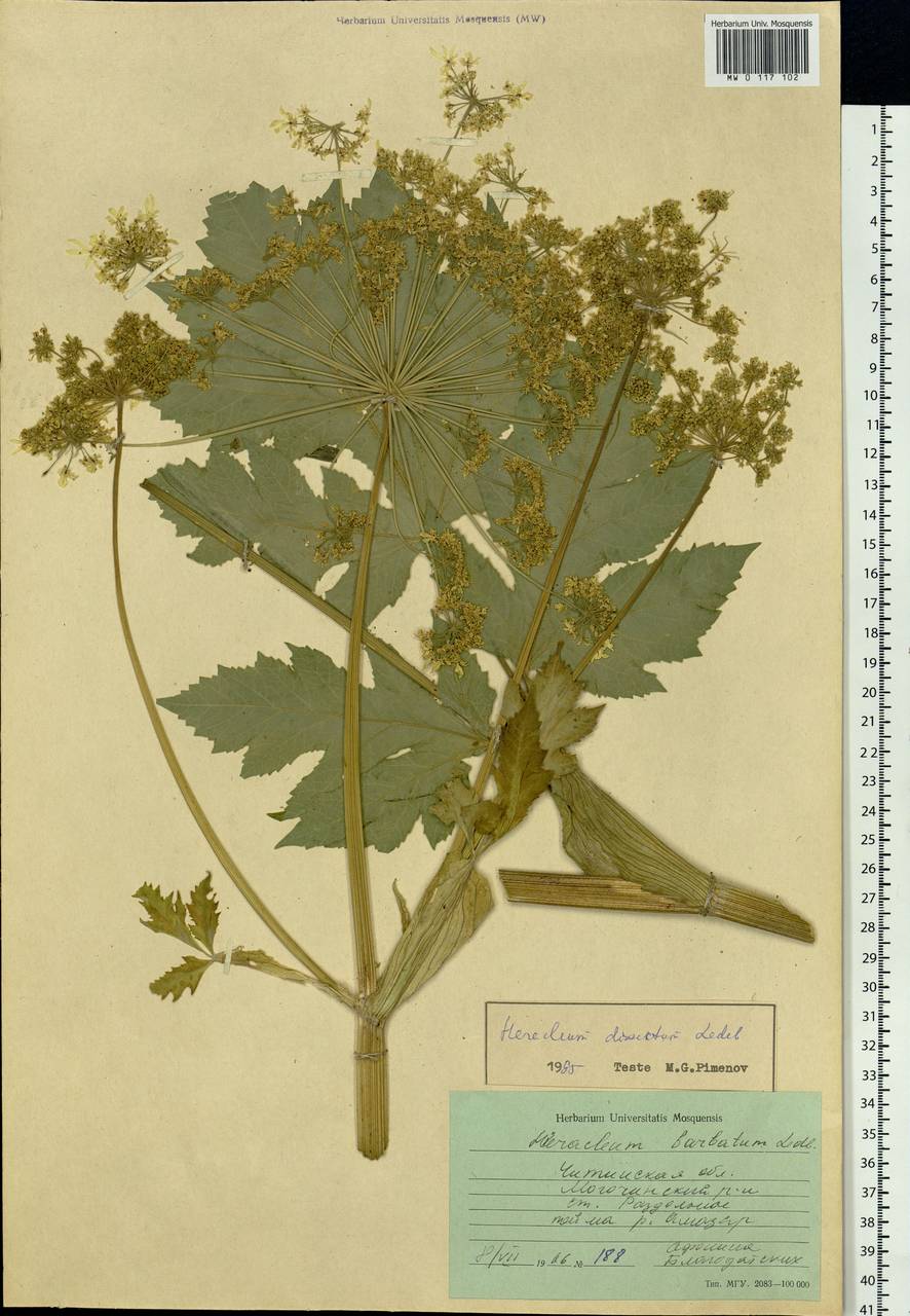 Heracleum dissectum Ledeb., Siberia, Baikal & Transbaikal region (S4) (Russia)