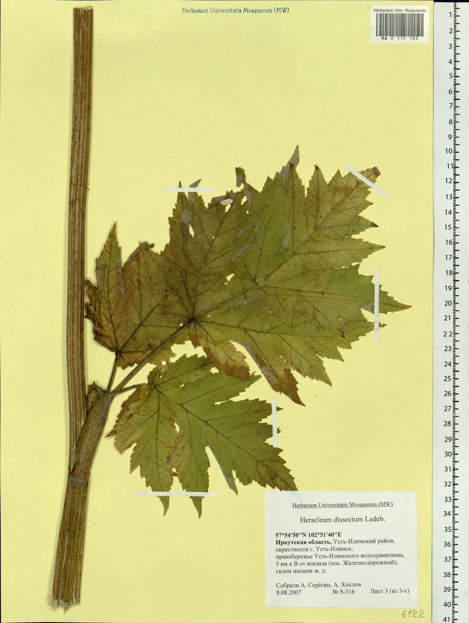 Heracleum dissectum Ledeb., Siberia, Baikal & Transbaikal region (S4) (Russia)