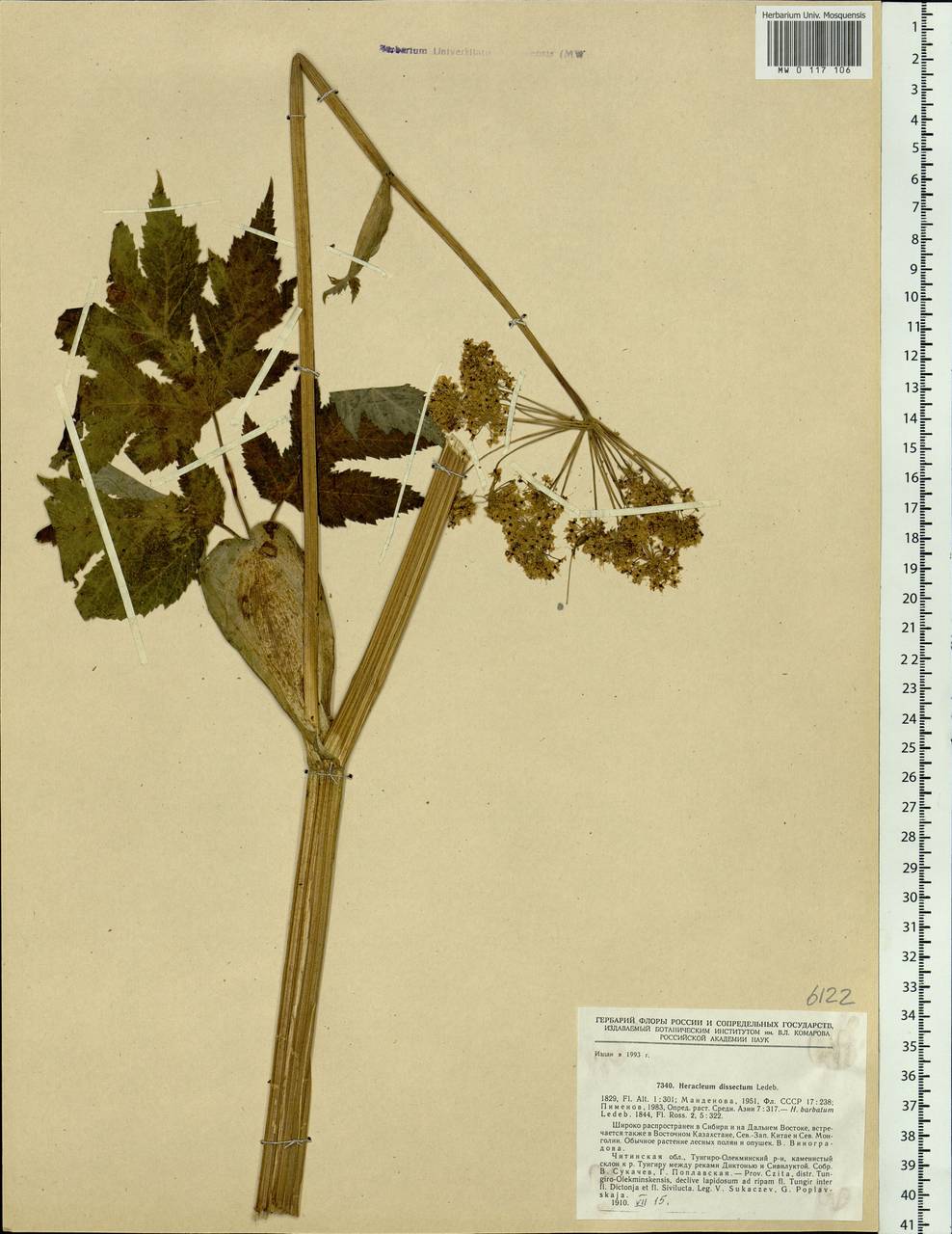Heracleum dissectum Ledeb., Siberia, Baikal & Transbaikal region (S4) (Russia)