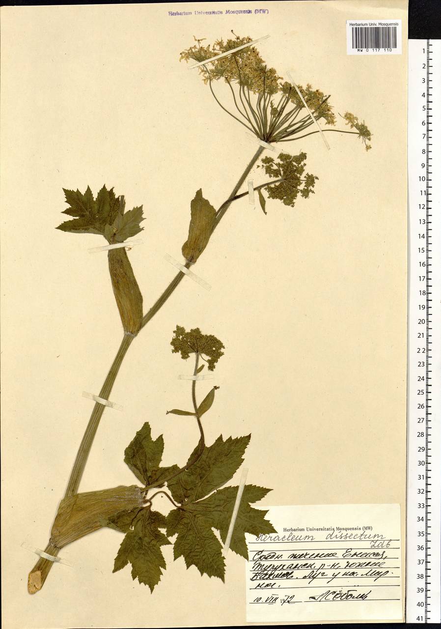 Heracleum dissectum Ledeb., Siberia, Central Siberia (S3) (Russia)