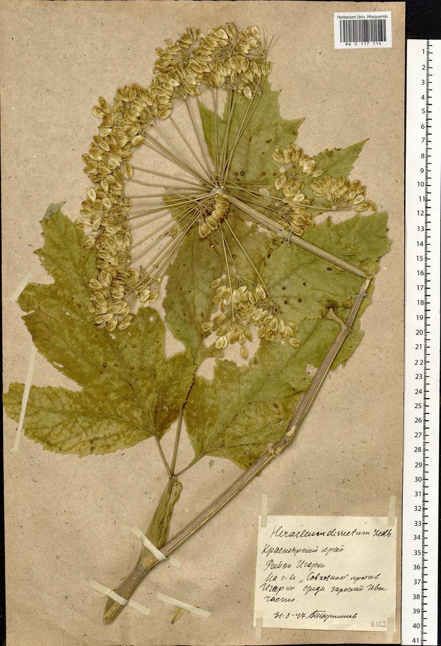 Heracleum dissectum Ledeb., Siberia, Central Siberia (S3) (Russia)
