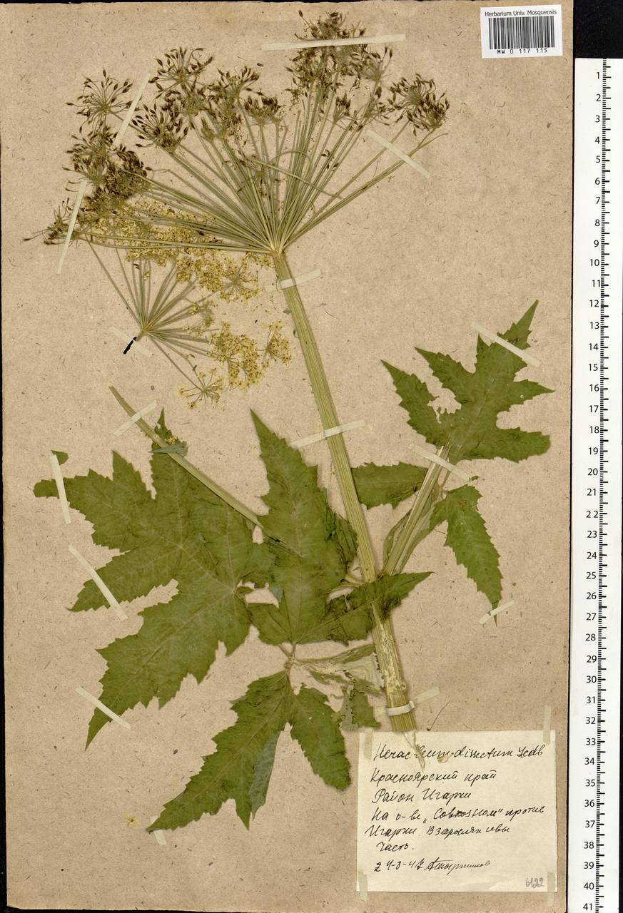 Heracleum dissectum Ledeb., Siberia, Central Siberia (S3) (Russia)